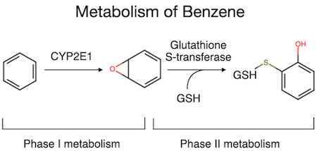 Metabolism of benzene